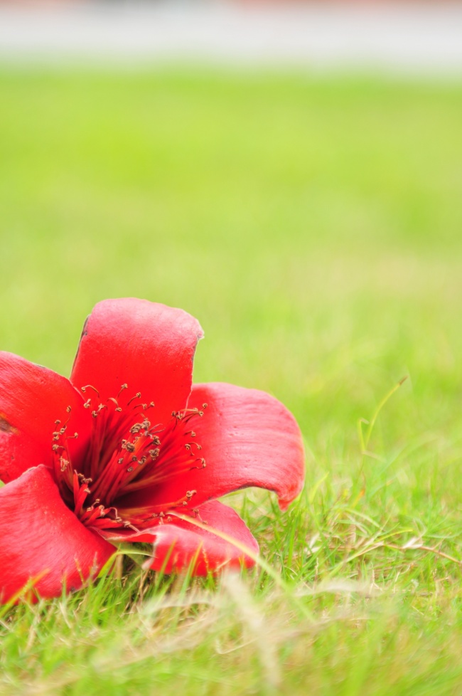 草地红色木棉花图片
