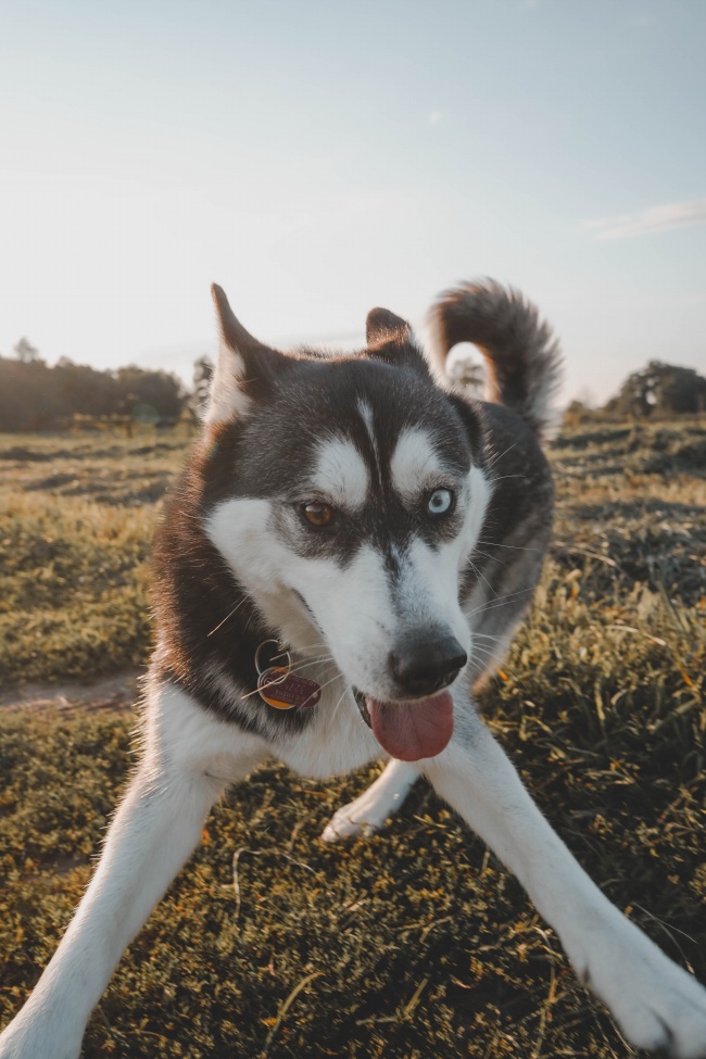 可爱纯种哈士奇犬图片