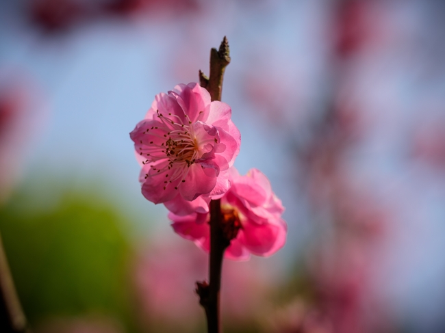 春天粉色桃花盛开图片