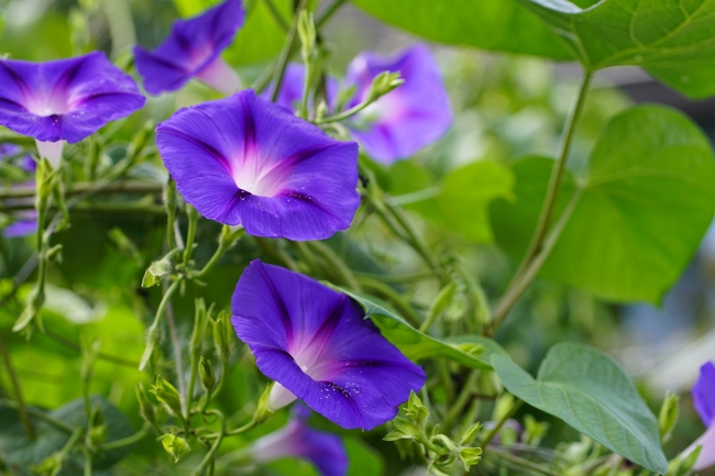 夏天牵牛花盛开图片