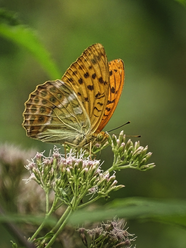停歇在野花簇上的彩色蝴蝶图片