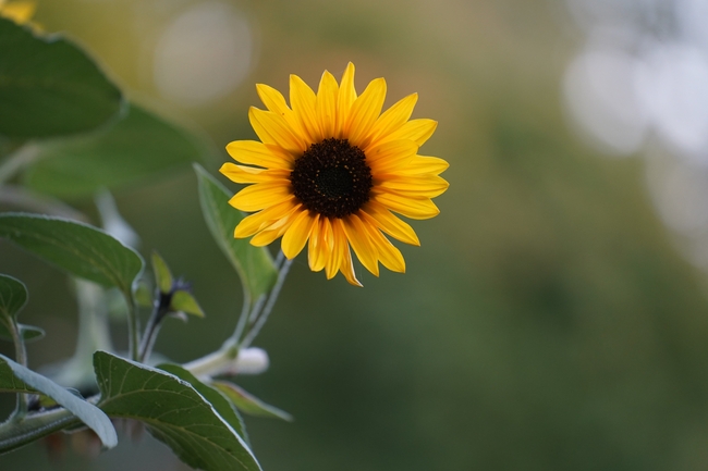 小向日葵花图片