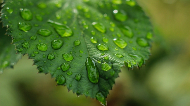 清晨雨后绿叶水珠图片