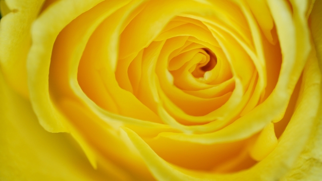 唯美黄色微距特写玫瑰花摄影图片