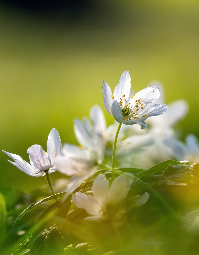 春天白色木海葵局部特写摄影图片