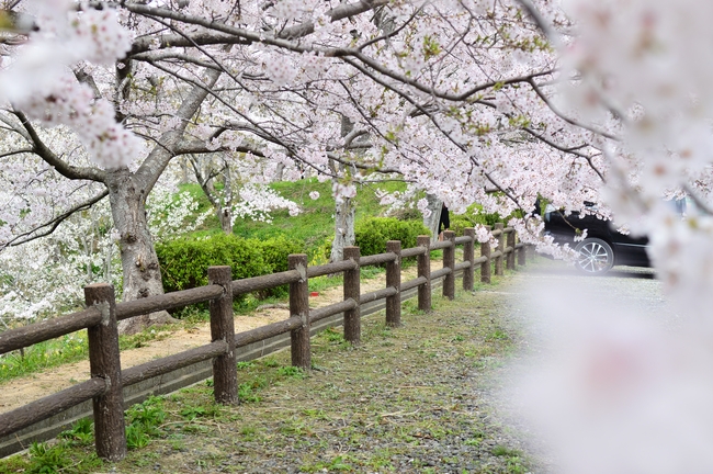 唯美樱花林风景图片