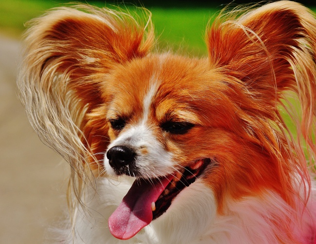 可爱蝴蝶犬图片