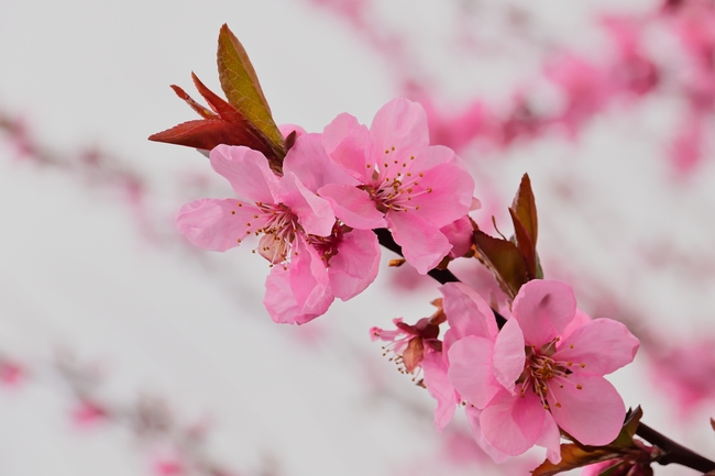 粉色杏仁花微距特写摄影图片