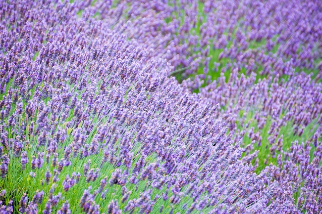 唯美紫色薰衣草花海风景摄影图片