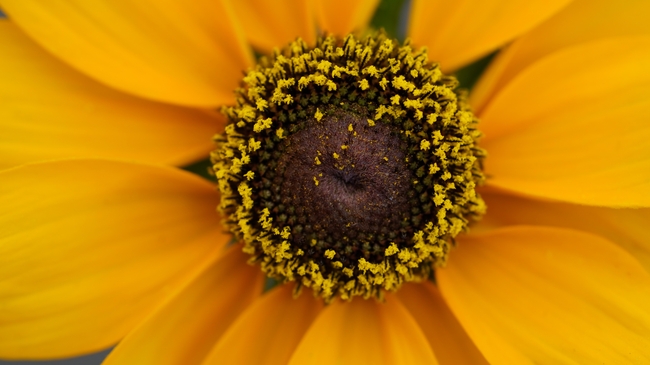 松果菊局部特写摄影图片