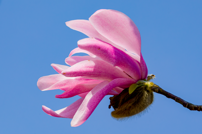 蓝色天空粉色玉兰花微距特写摄影图片