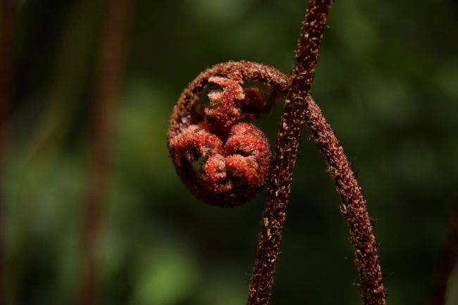 食用蕨类摄影图片