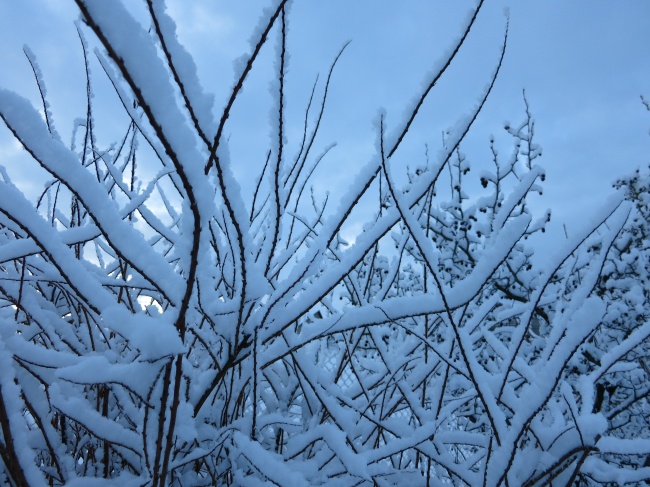 冬季树枝上的积雪图片