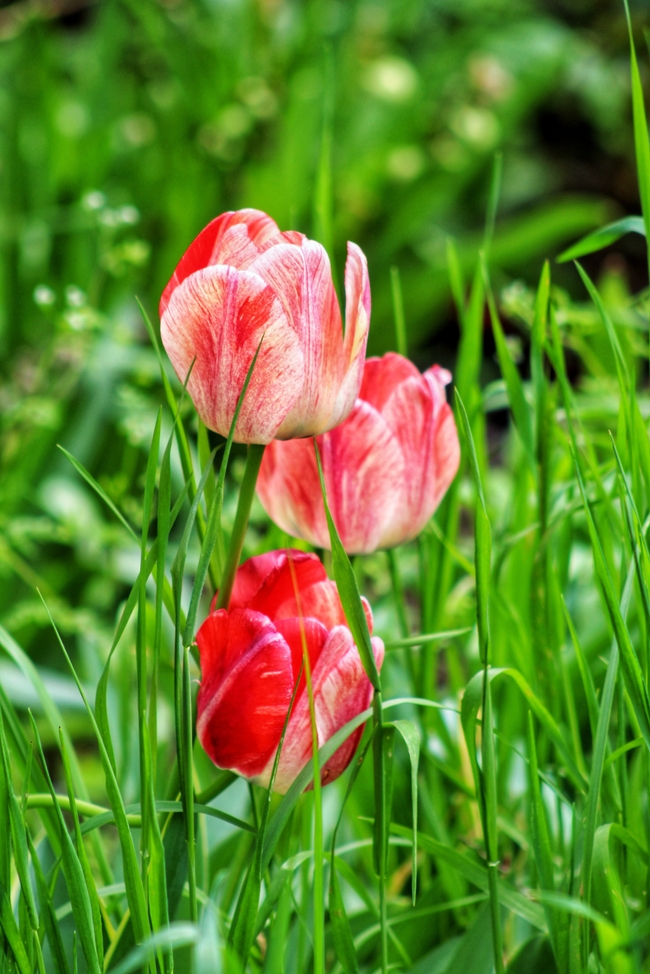 春天绿色野草丛郁金香图片