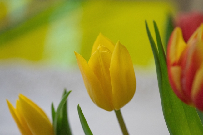 微距特写郁金香花苞摄影图片