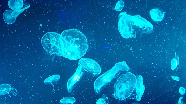 海底蓝色水母图片