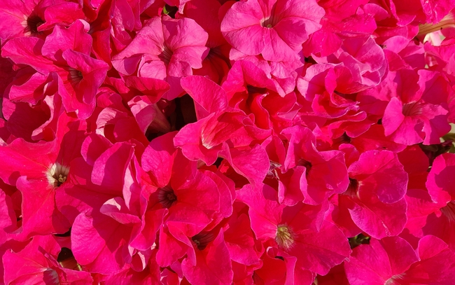 红色矮牵牛花图片