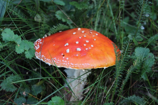 伞状野生红蘑菇图片