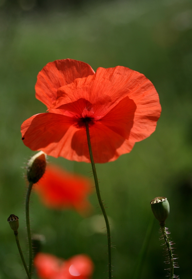 夏日红色妖娆虞美人罂粟花图片