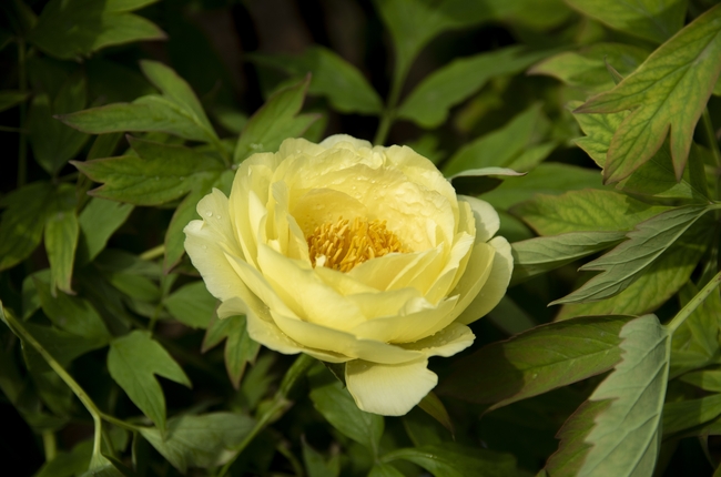 黄色牡丹花开微距特写摄影图片