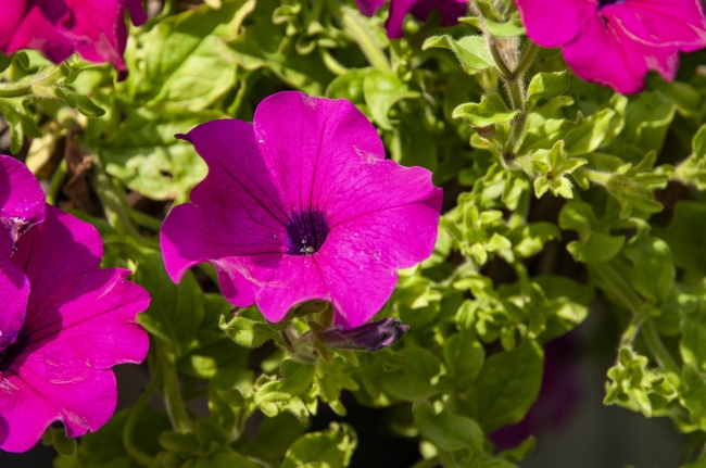 矮牵牛花朵绽放图片