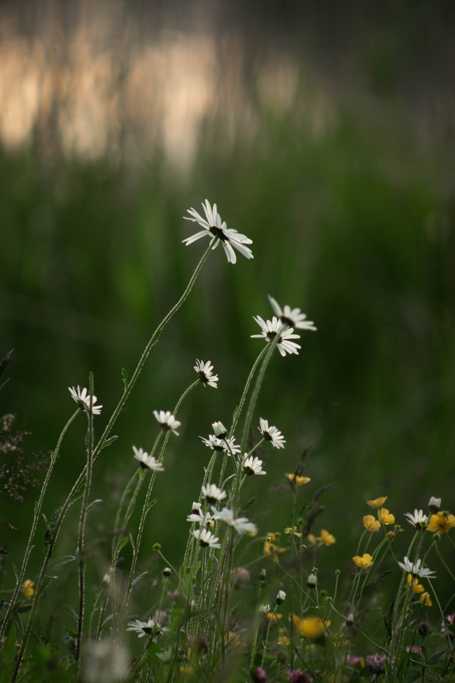 野生白色小雏菊微距特写摄影图片