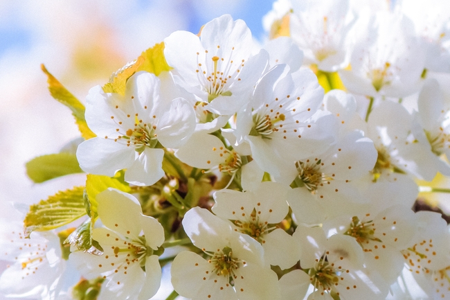 春日唯美小清新樱花摄影图片