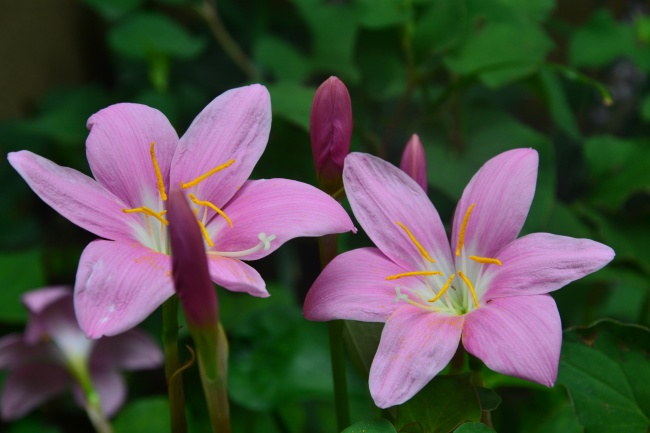 秋天水仙花图片