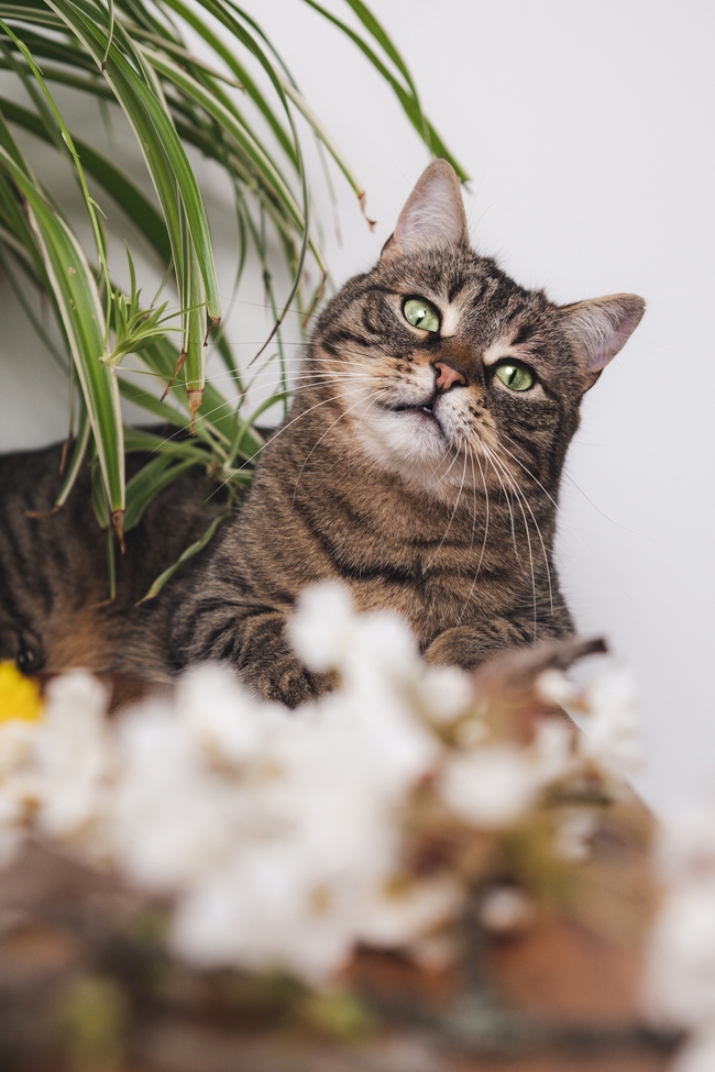缅因库恩猫咪图片