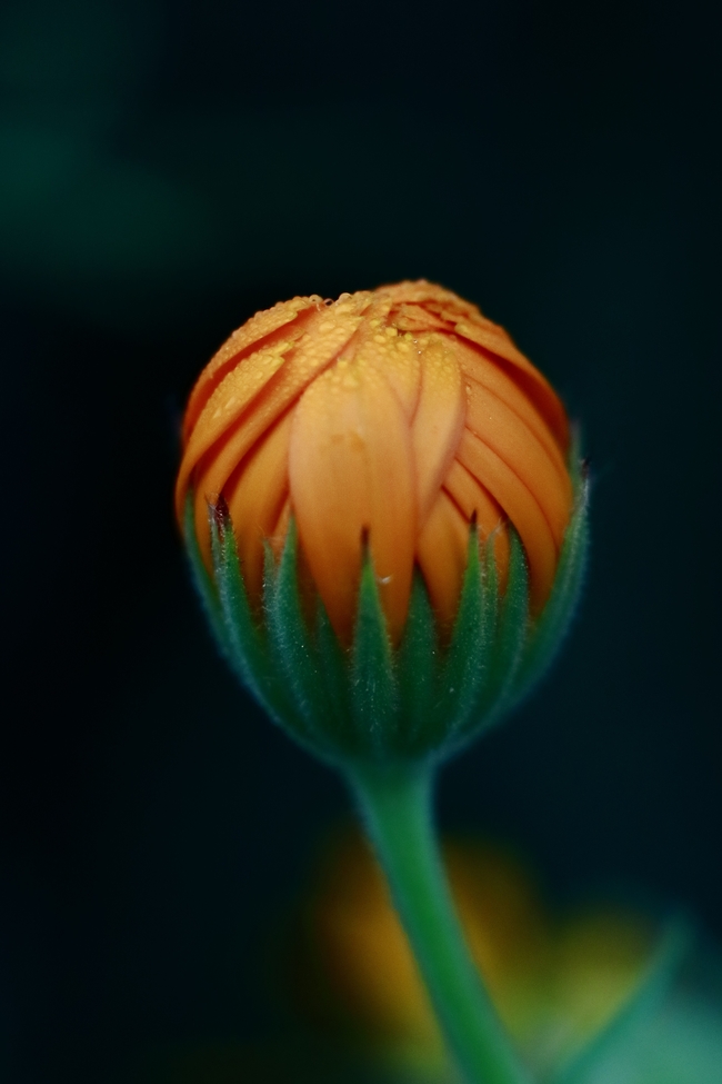 万寿菊花苞手机壁纸图片