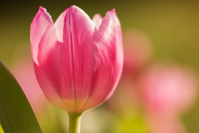 春天粉色淡雅郁金香花摄影图片