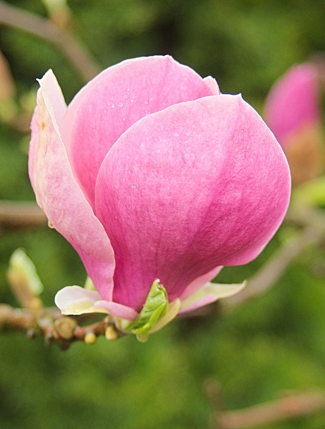 春天粉色娇艳玉兰花开图片