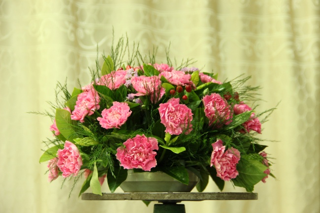 康乃馨台花图片