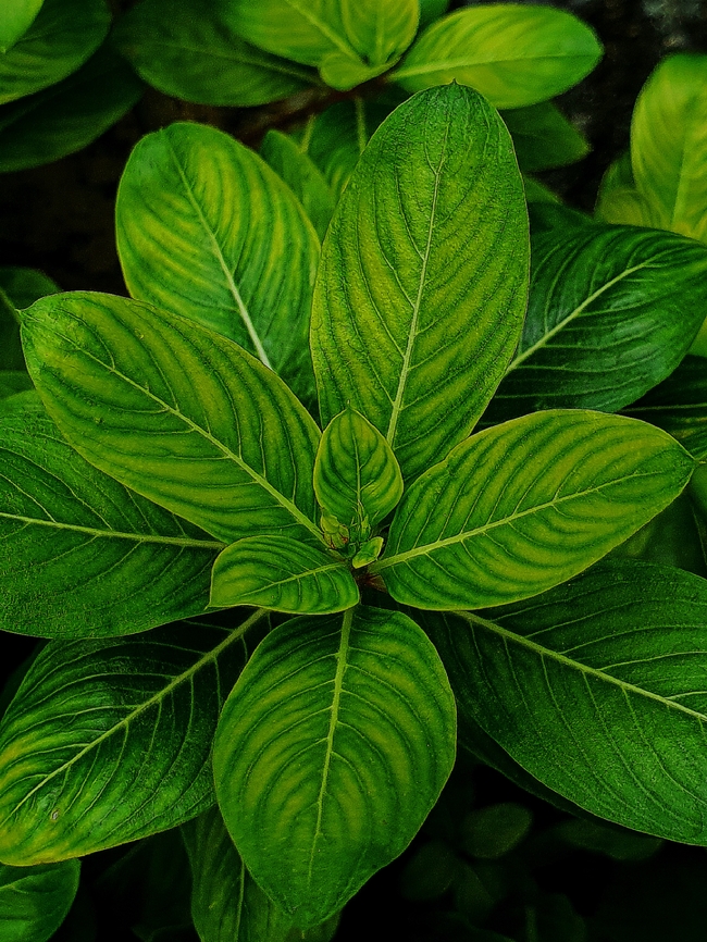 绿色葱郁植物叶子摄影图片
