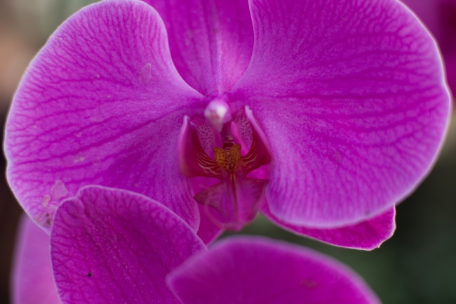 蝴蝶兰微距花朵图片