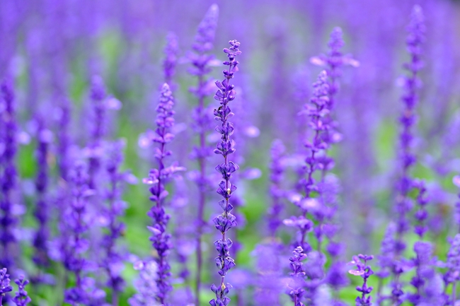紫色薰衣草花局部特写摄影图片