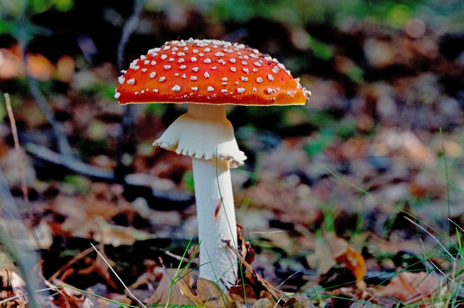 颜色鲜艳的毒蘑菇图片