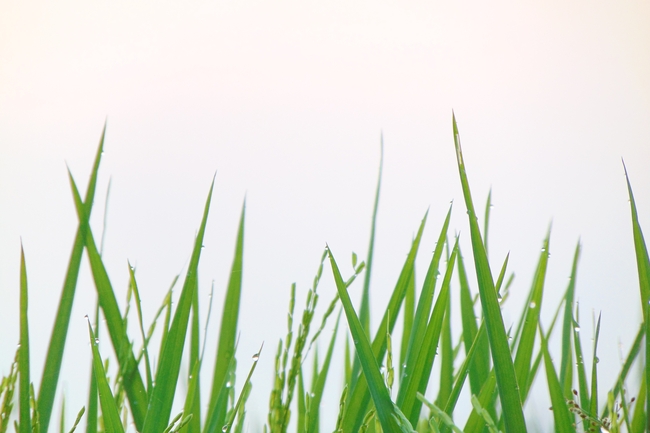 绿色草丛青草局部特写摄影图片