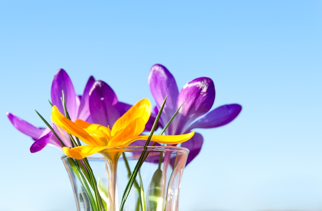 春天番红花插花图片