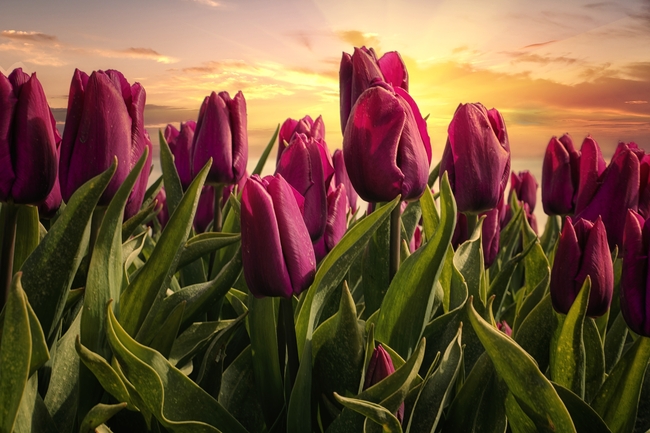 日暮黄昏紫色郁金香花海风景图片