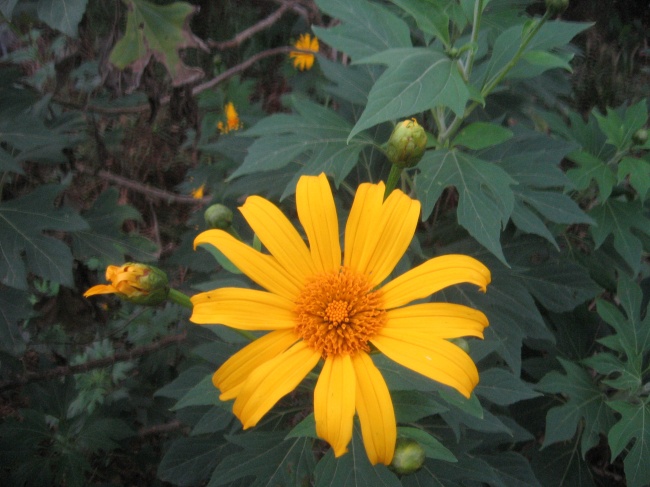 黄色小太阳花图片