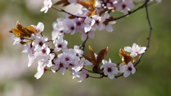 粉色樱花树枝局部特写摄影图片
