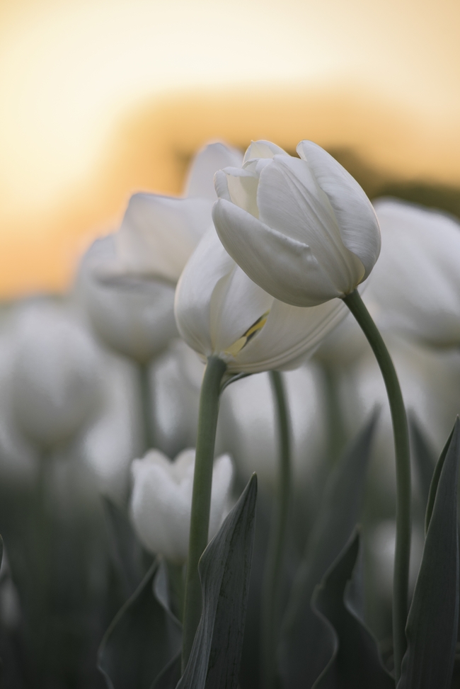 白色郁金香花海微距特写摄影图片