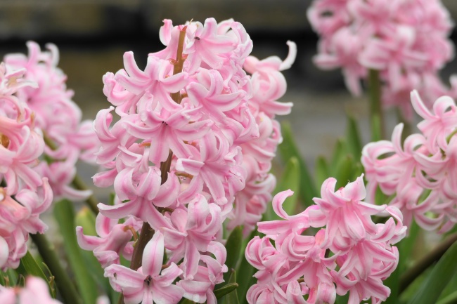 风信子粉色花朵图片