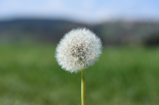 白色蒲公英飘絮图片