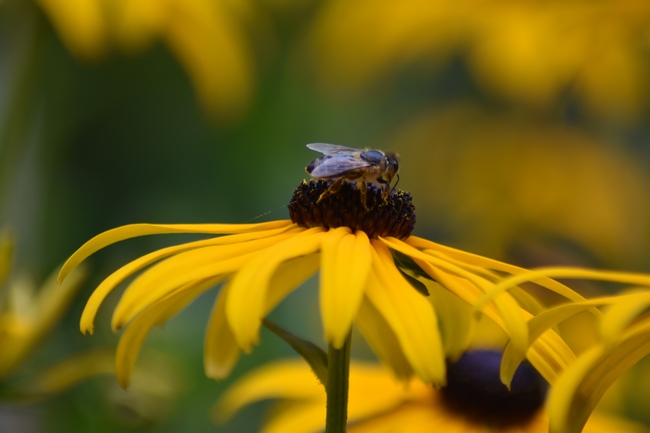 黄色灿烂的金光菊图片