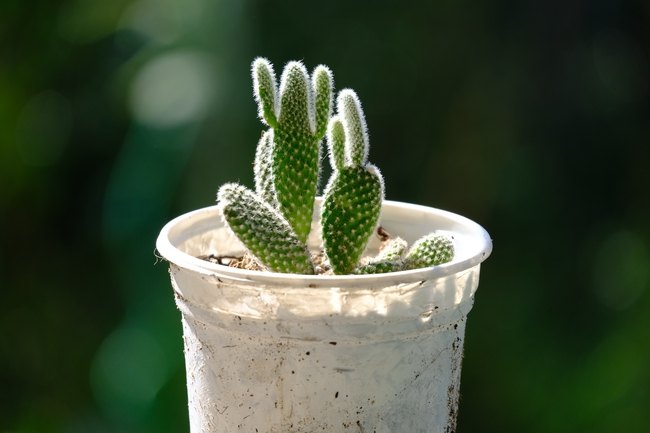 绿色仙人掌盆栽植物图片