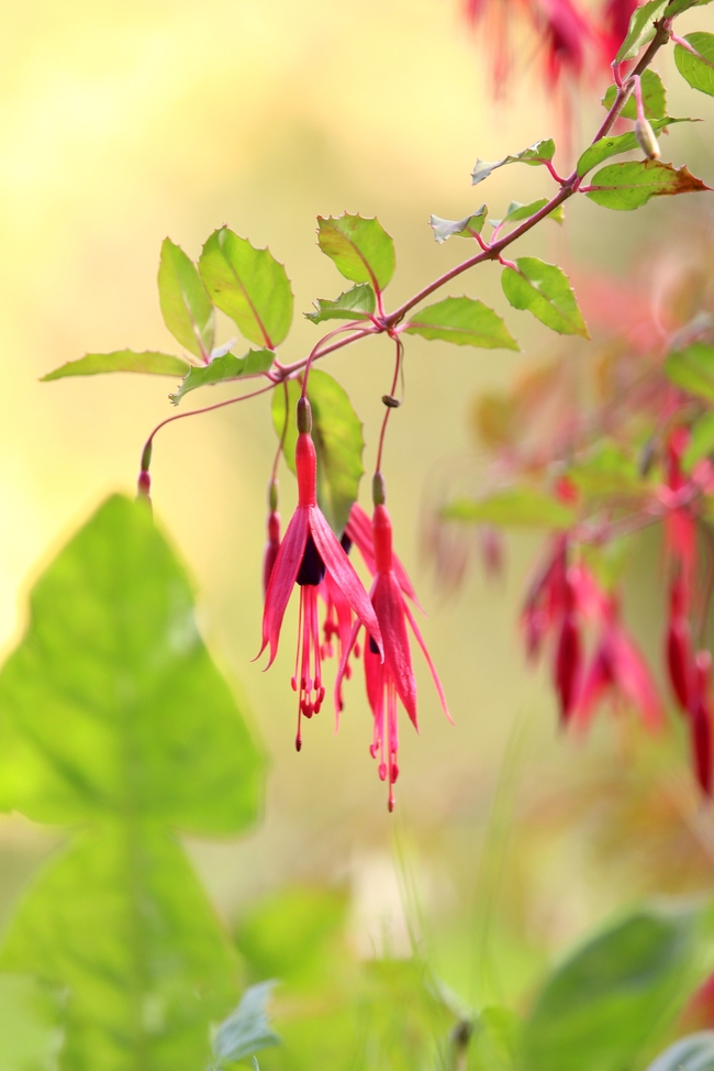 倒挂金钟观赏植物图片