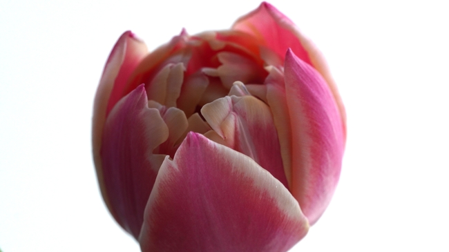 含苞待放粉色郁金香花苞微距图片