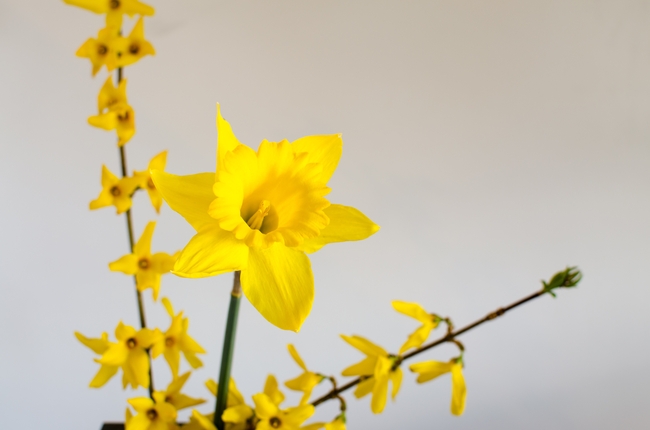 黄色水仙花迎春花 图片